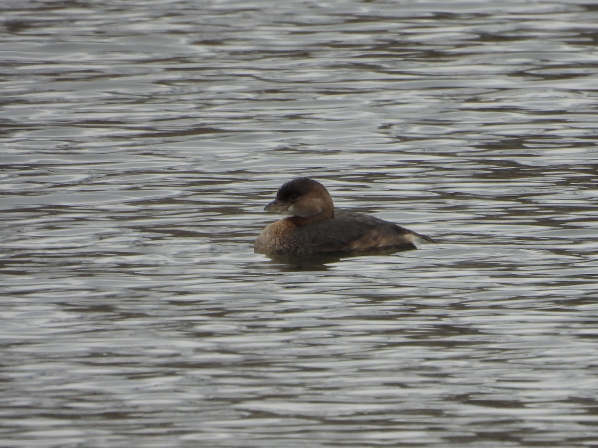 Pied-billed Grebe - ML514519791