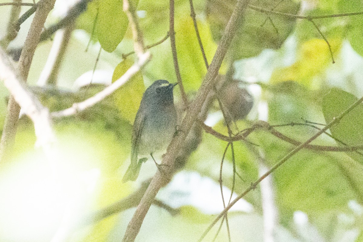 Rufous-gorgeted Flycatcher - ML514521991