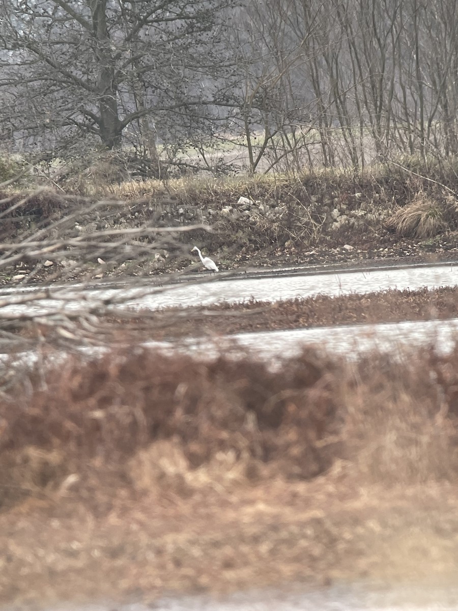 Great Egret - ML514522041