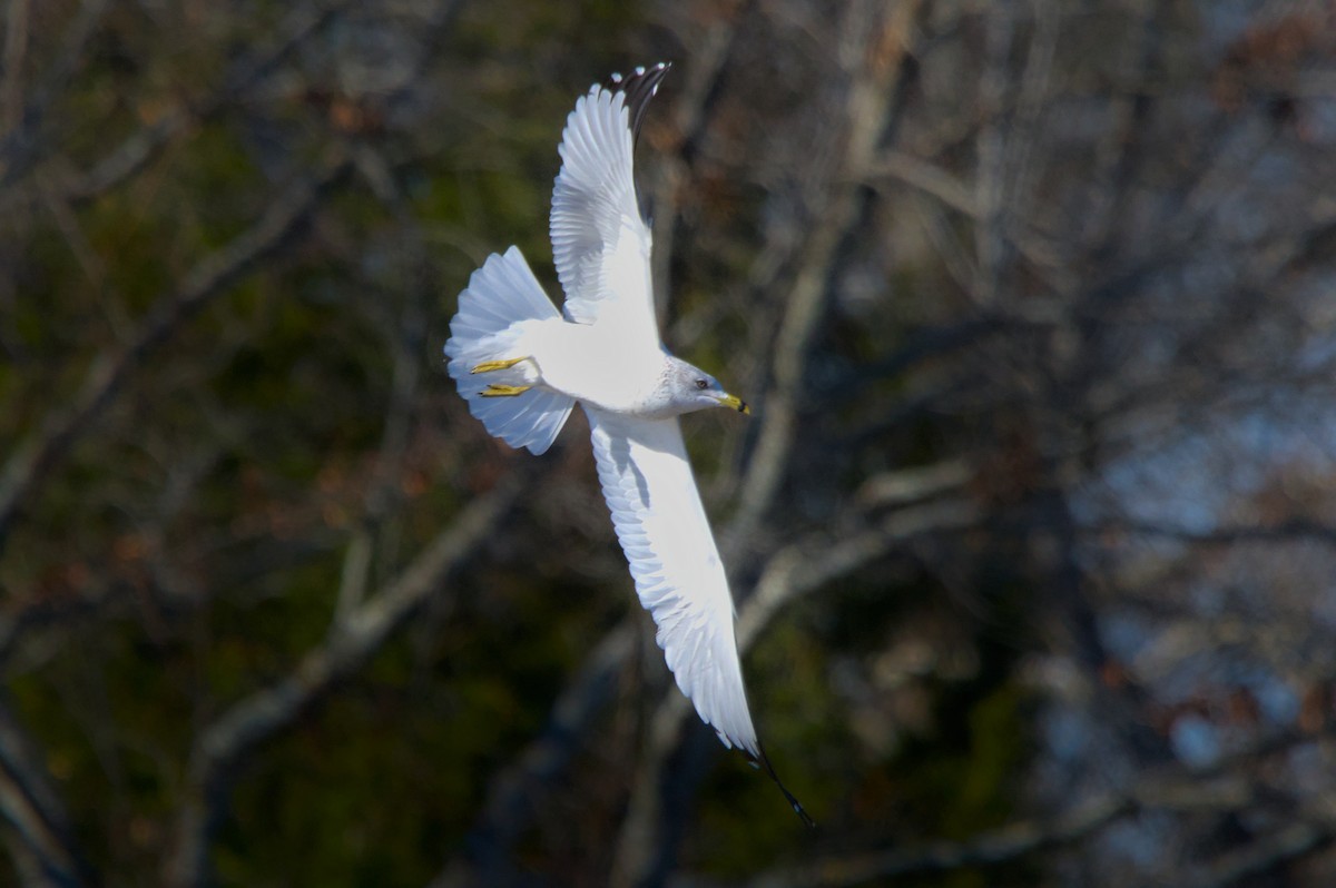 Ring-billed Gull - ML514522371