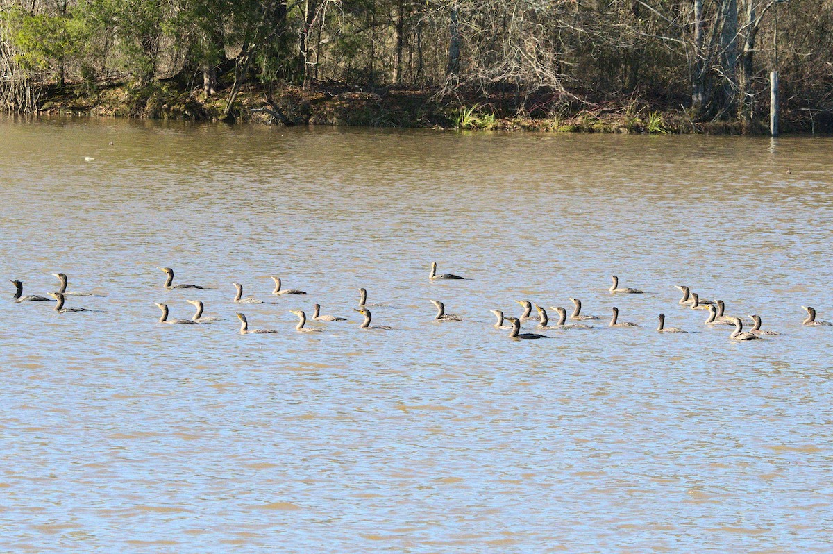 Double-crested Cormorant - ML514522911