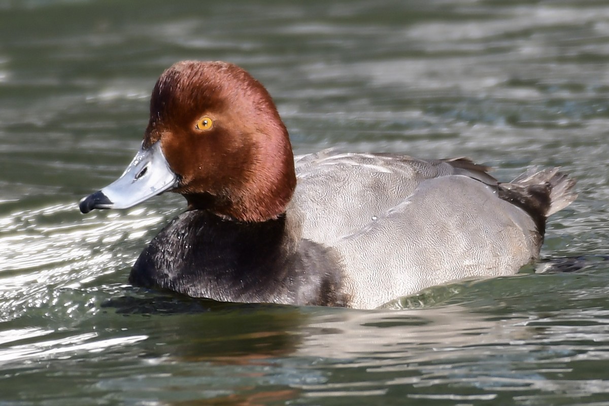 Redhead - ML514524311