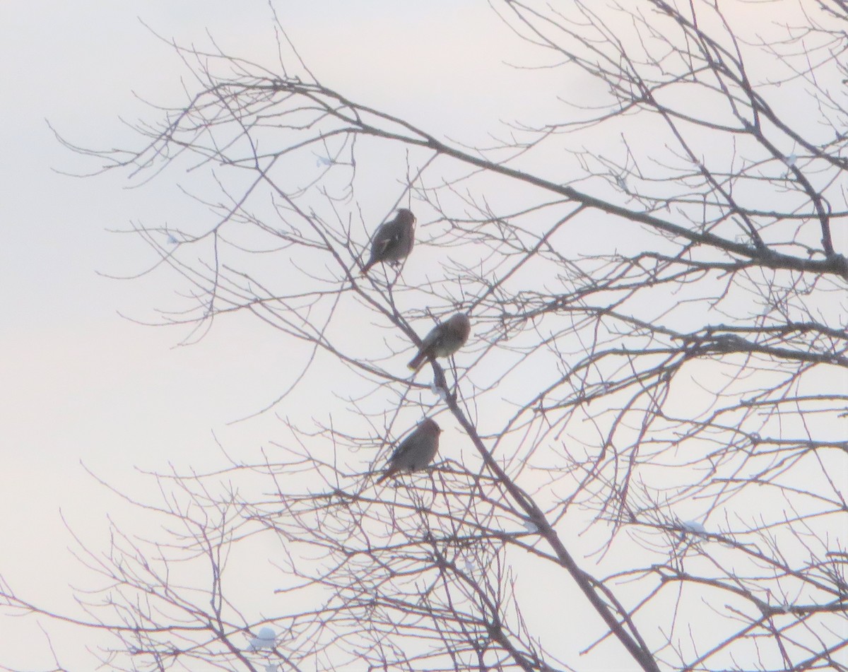 eBird Checklist - 18 Dec 2022 - Topping-Matterese Nature Area ...