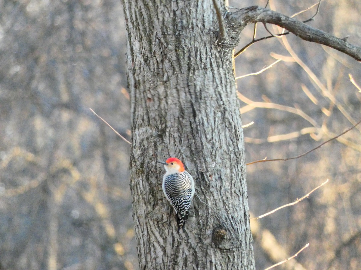 Red-bellied Woodpecker - Joseph Woodmansee
