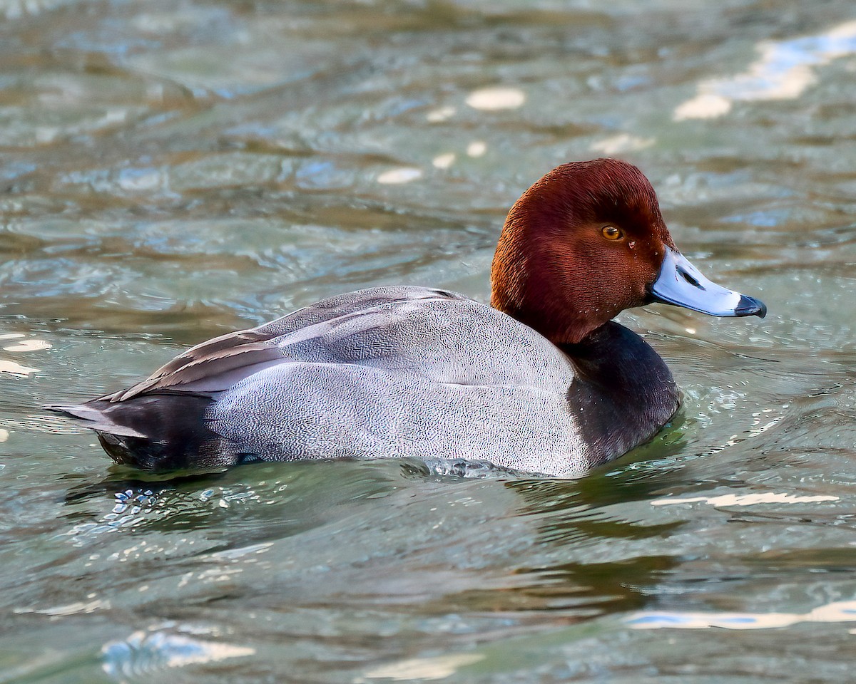 Redhead - ML514526561