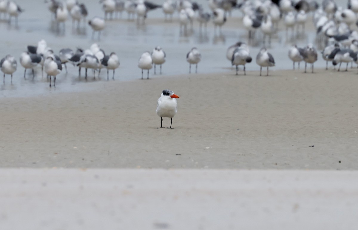 Caspian Tern - ML514527091