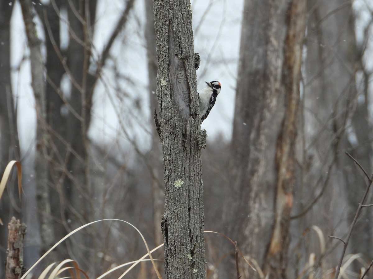 Downy Woodpecker - ML514527711