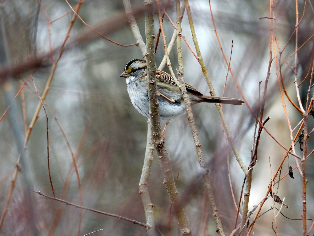 White-throated Sparrow - ML514527891