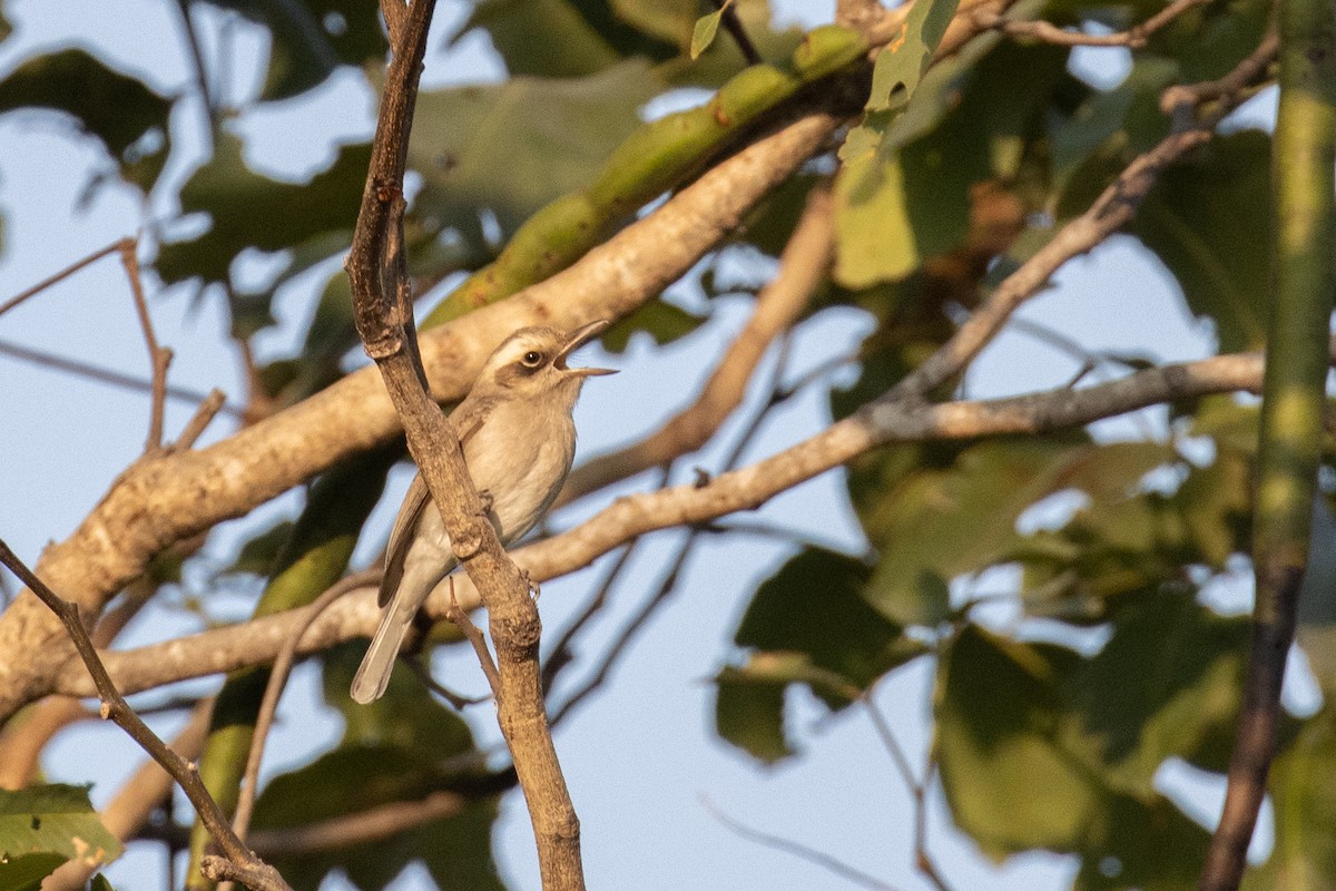 Common Woodshrike - ML514529371