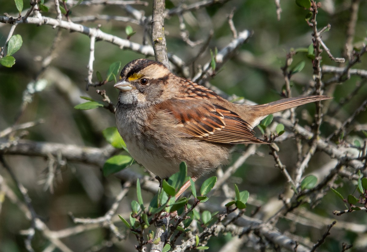 White-throated Sparrow - wendy wright