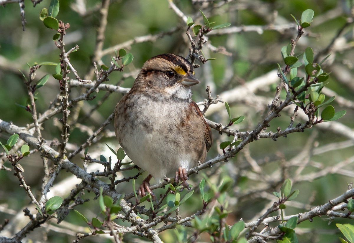 White-throated Sparrow - ML514530041