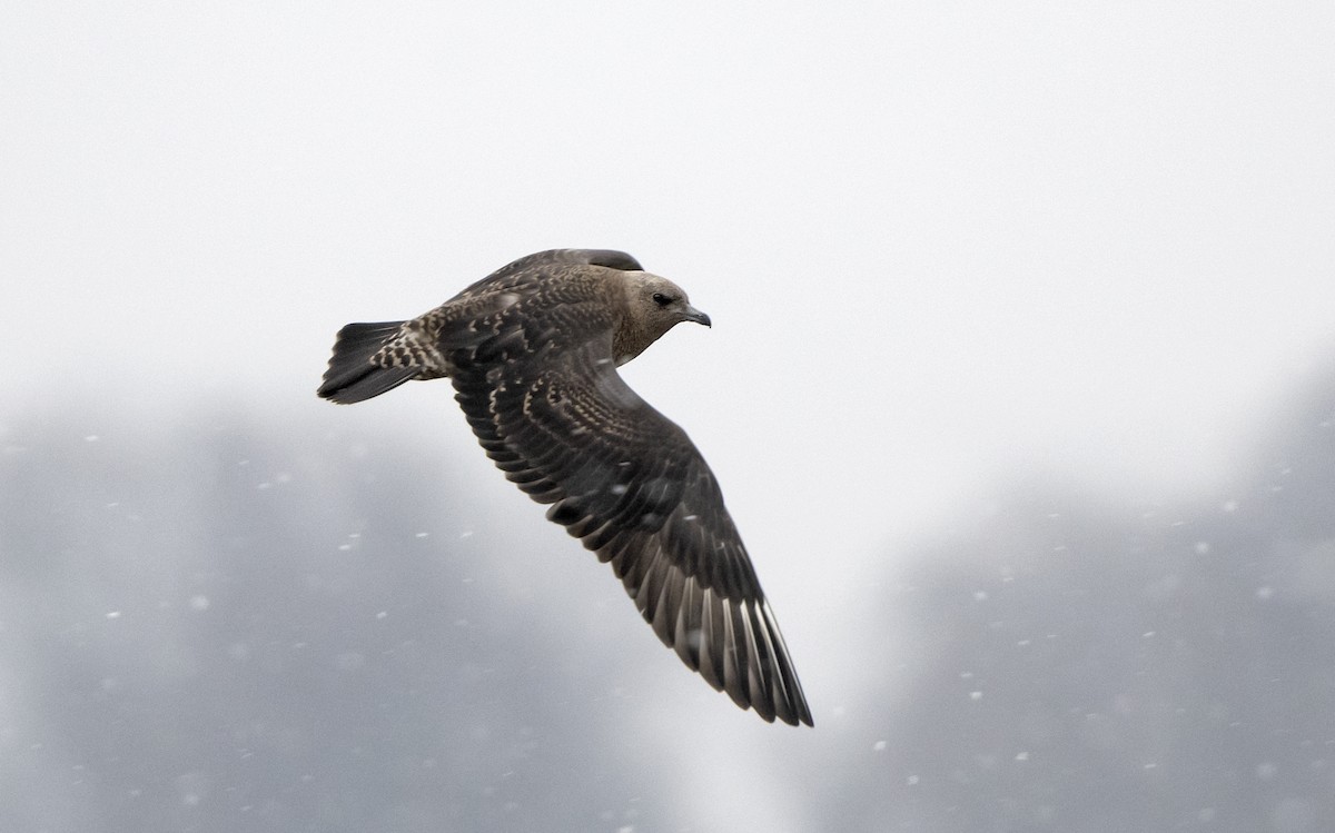 Pomarine Jaeger - ML514530091