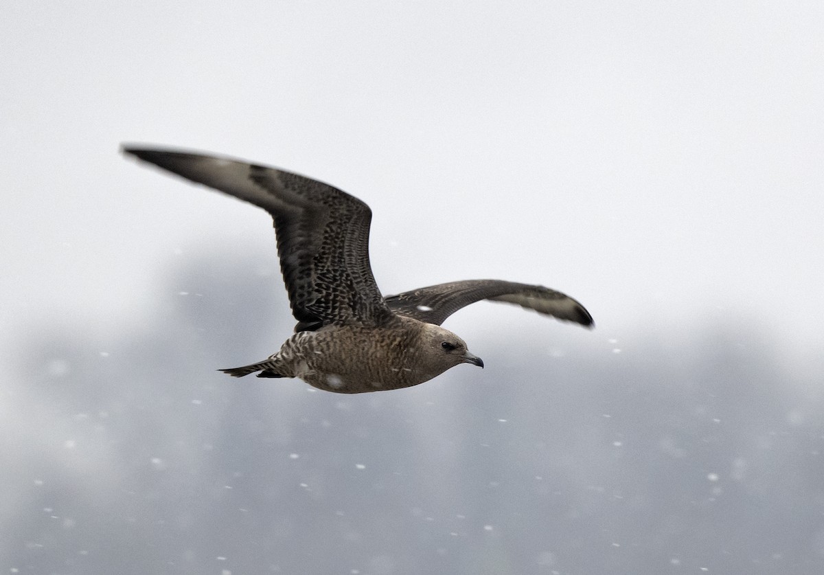 Pomarine Jaeger - ML514530101