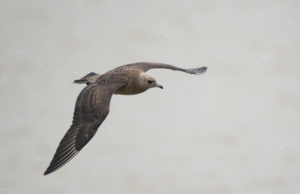 Pomarine Jaeger - Greg Links