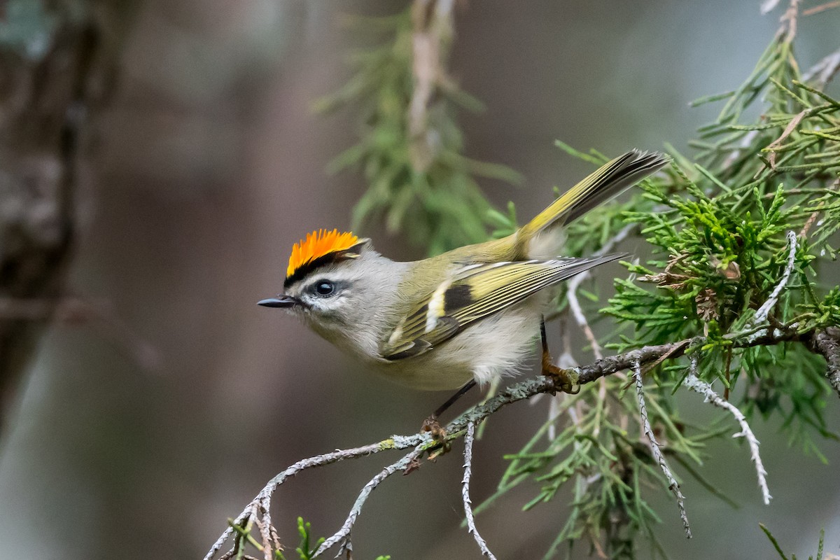 Golden-crowned Kinglet - Melissa James