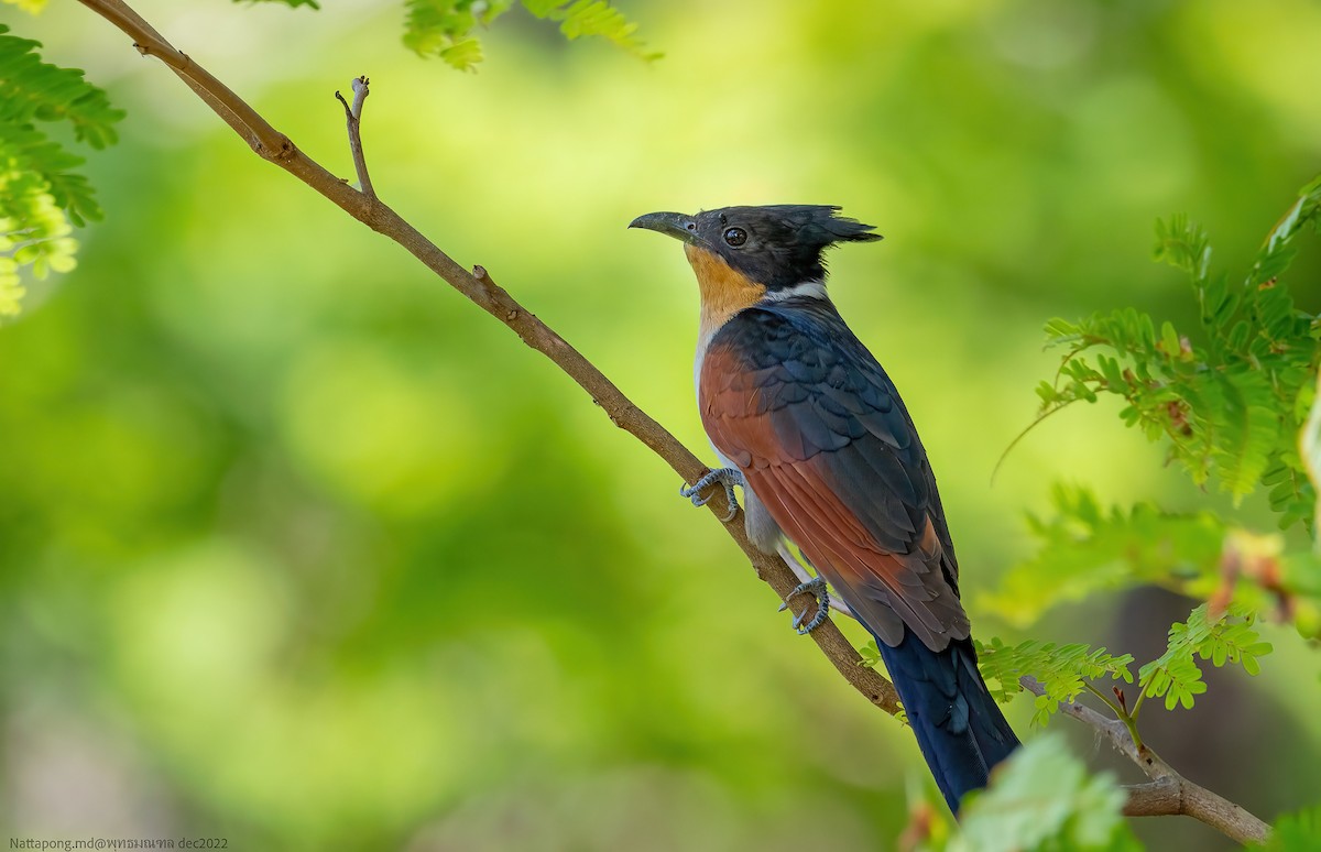 Chestnut-winged Cuckoo - ML514530701