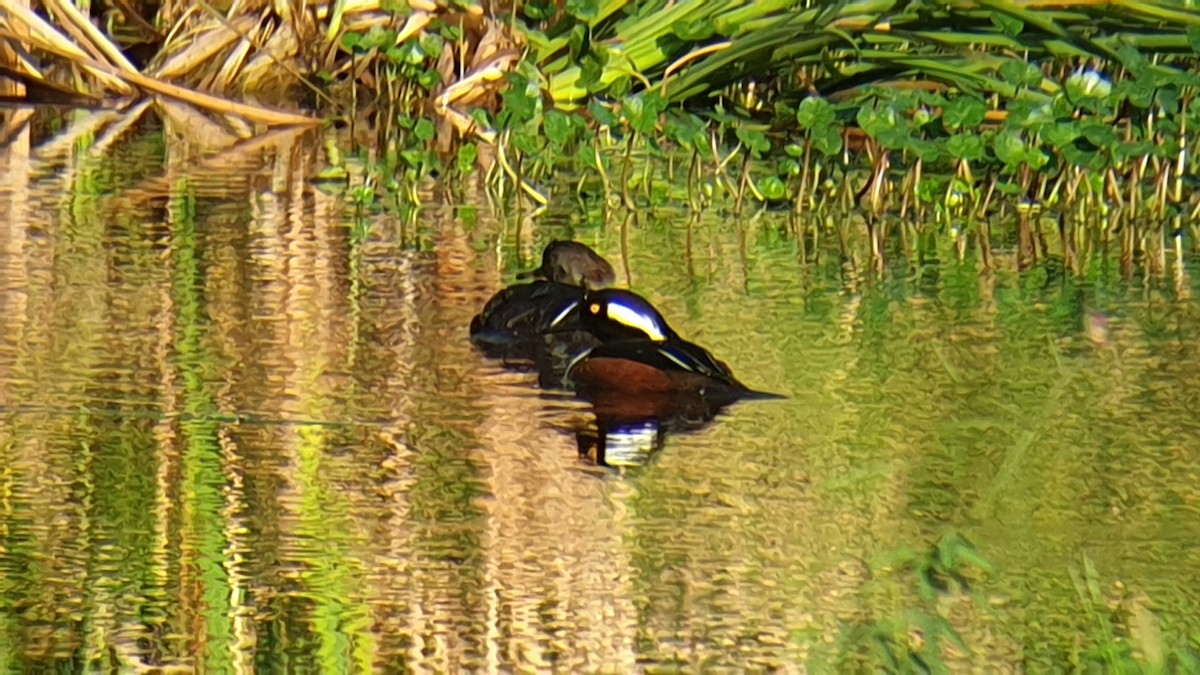 Hooded Merganser - ML514531061