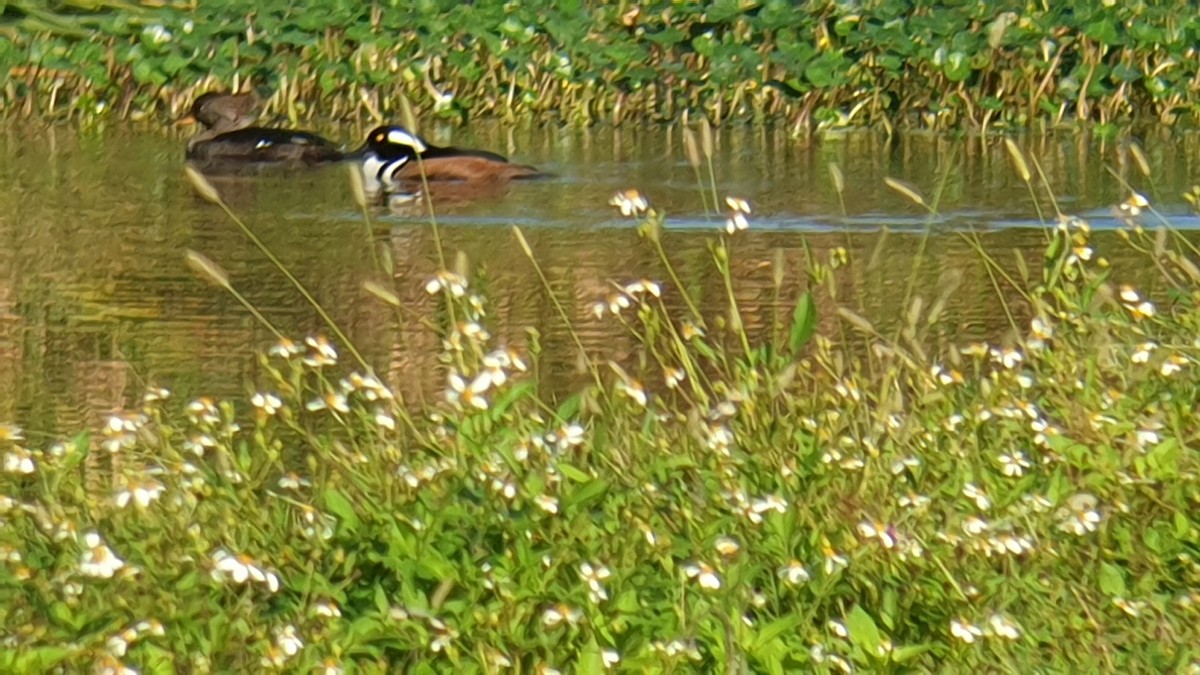 Hooded Merganser - ML514531071