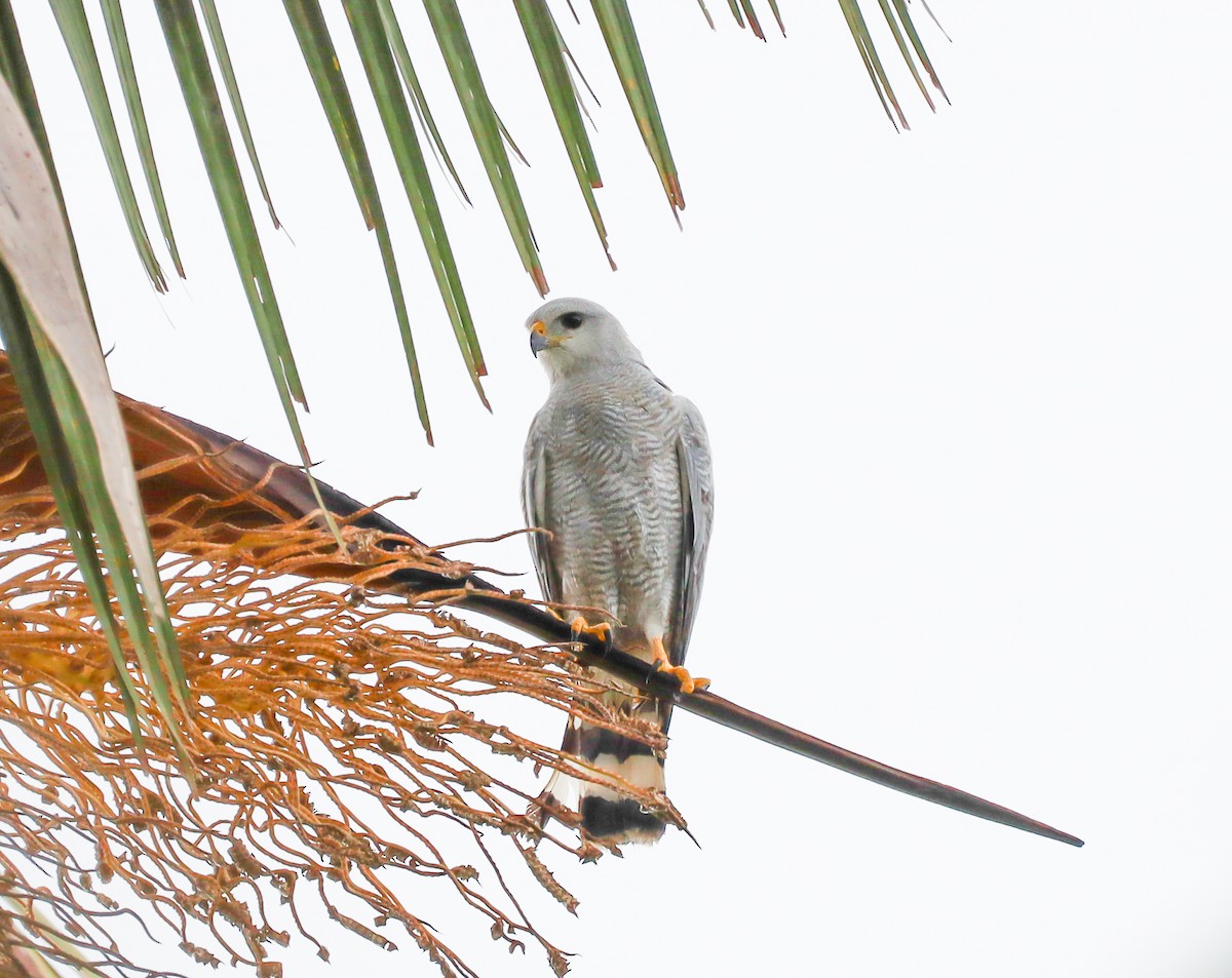 Gray-lined Hawk - ML514531111