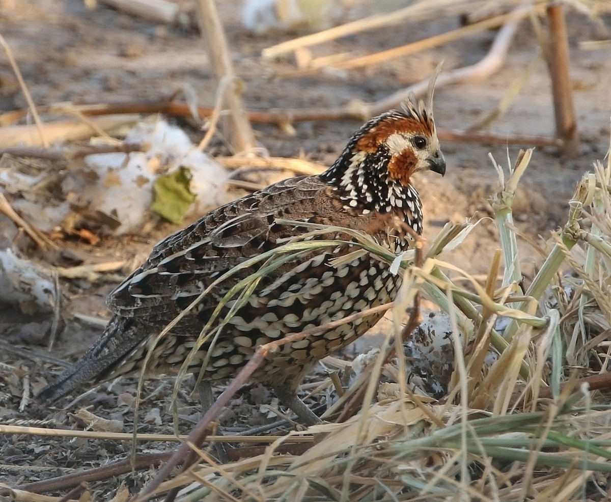 křepel chocholatý - ML514531171