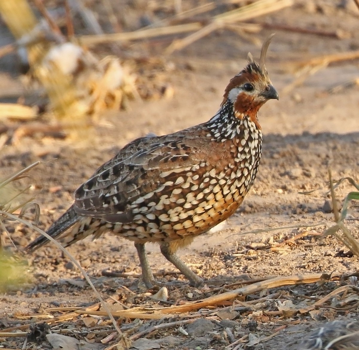 Crested Bobwhite - ML514531701