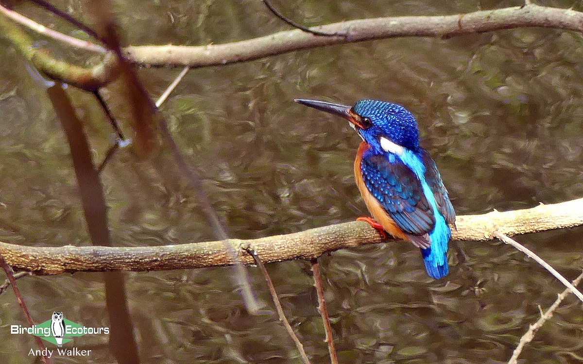 Blue-eared Kingfisher - Andy Walker - Birding Ecotours