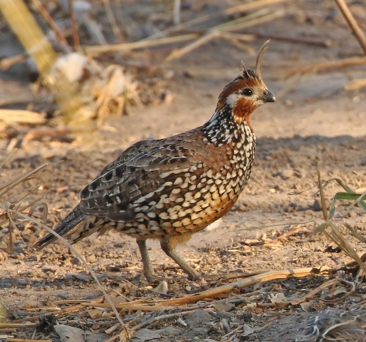 Crested Bobwhite - ML514532251