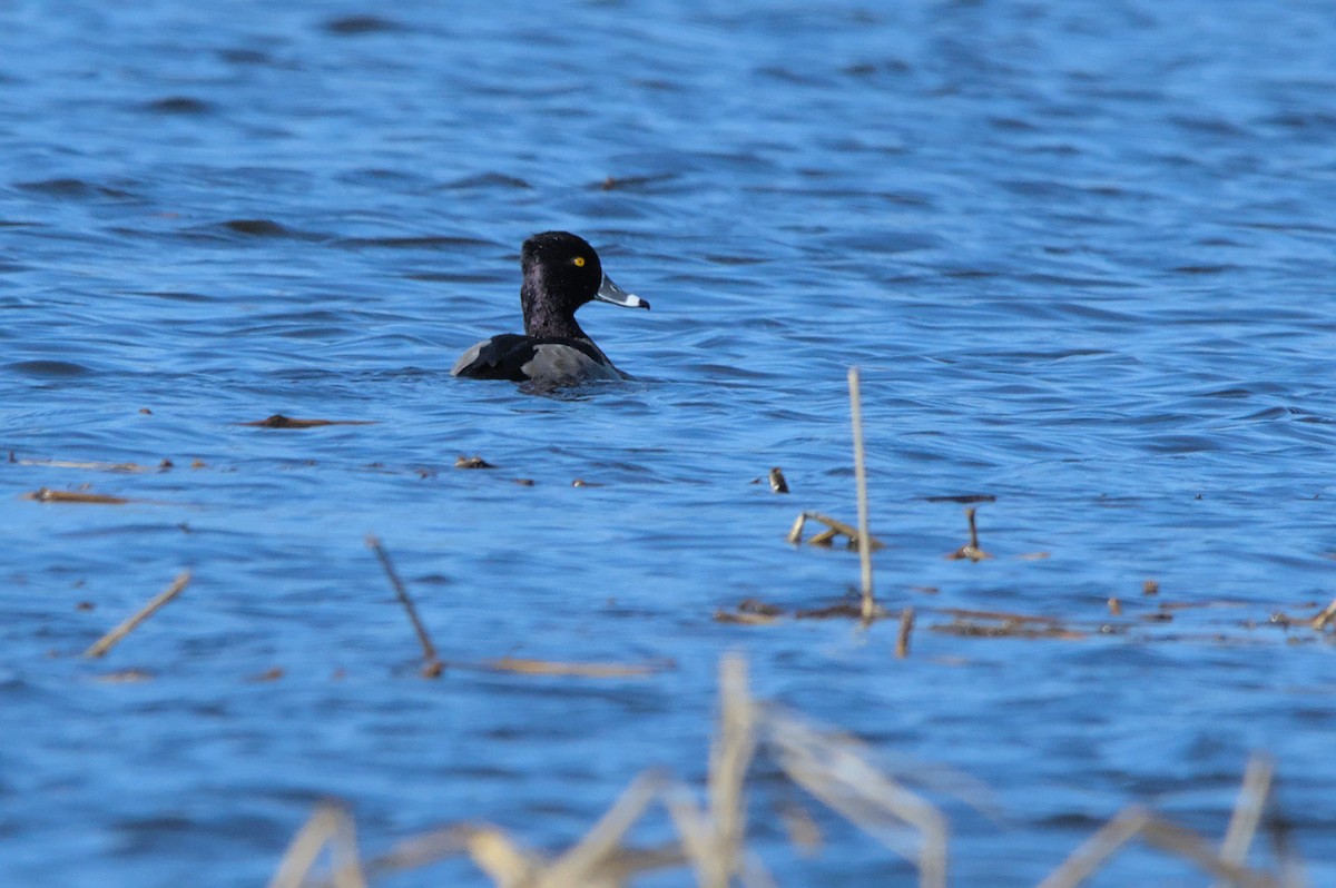 Ring-necked Duck - ML514532281