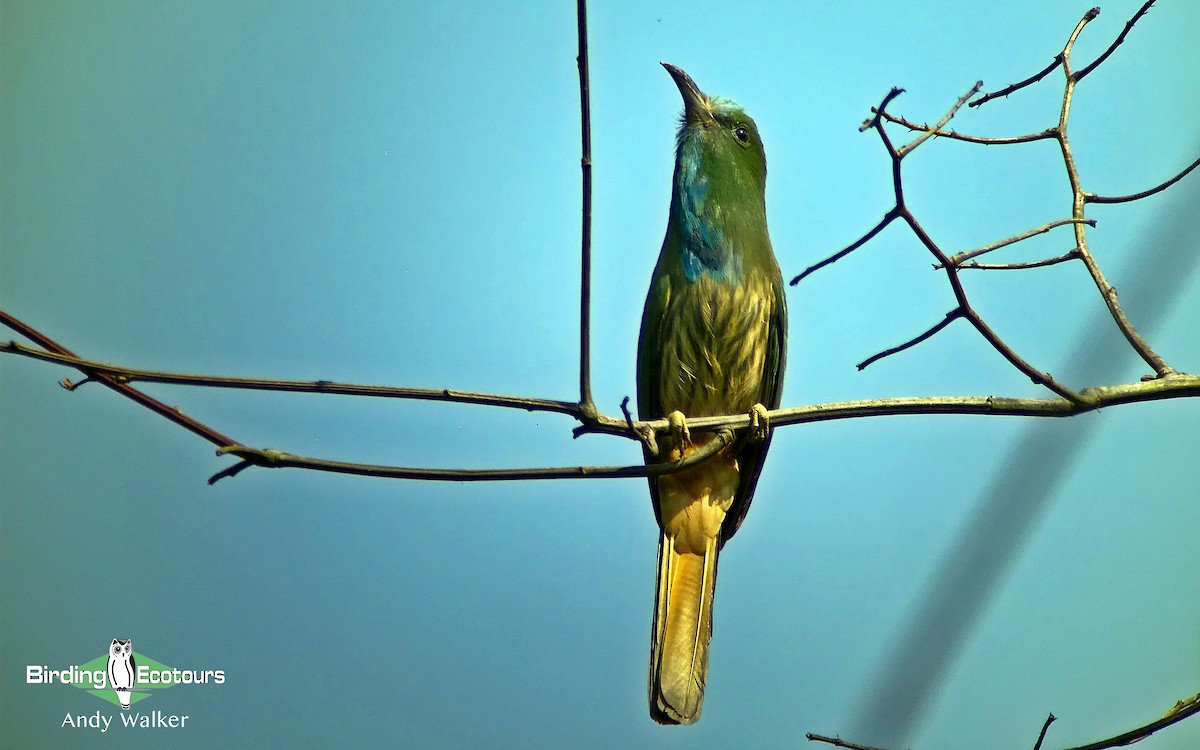 Blue-bearded Bee-eater - ML514532571