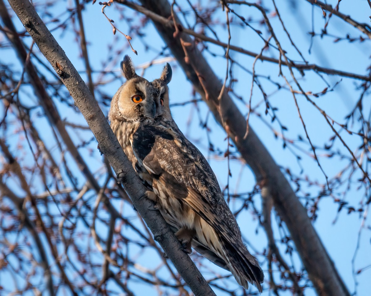 Long-eared Owl - ML514532791