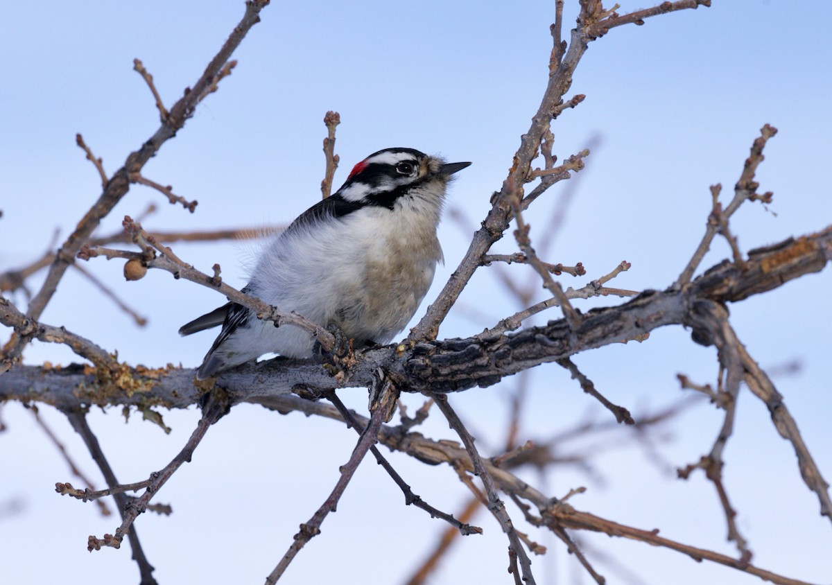 Downy Woodpecker - ML514532881