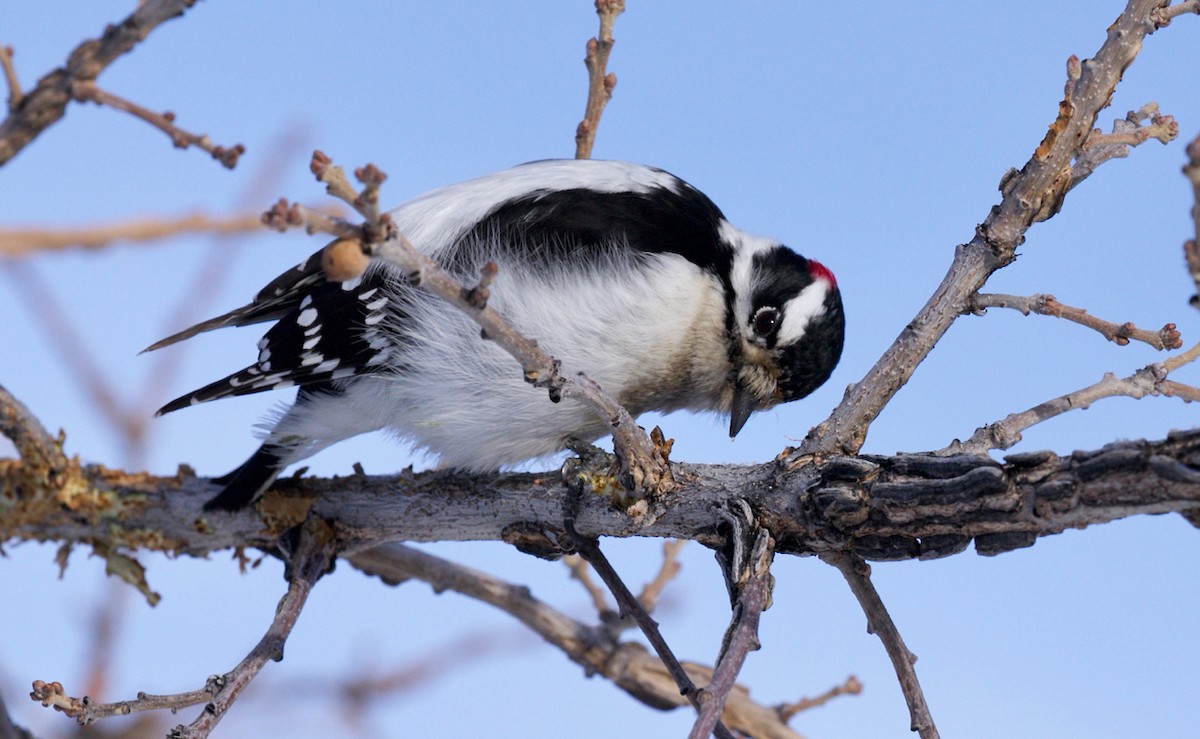 Downy Woodpecker - ML514532921