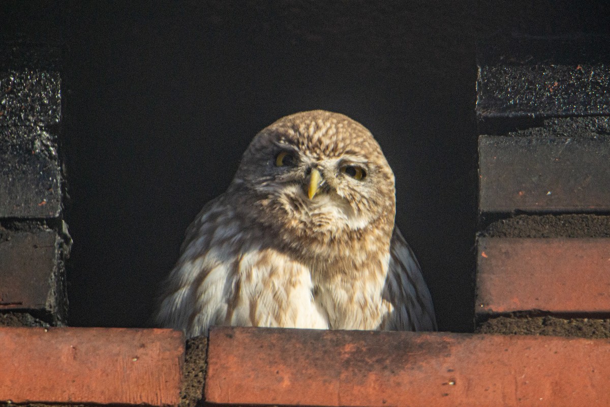 Little Owl - ML514533051