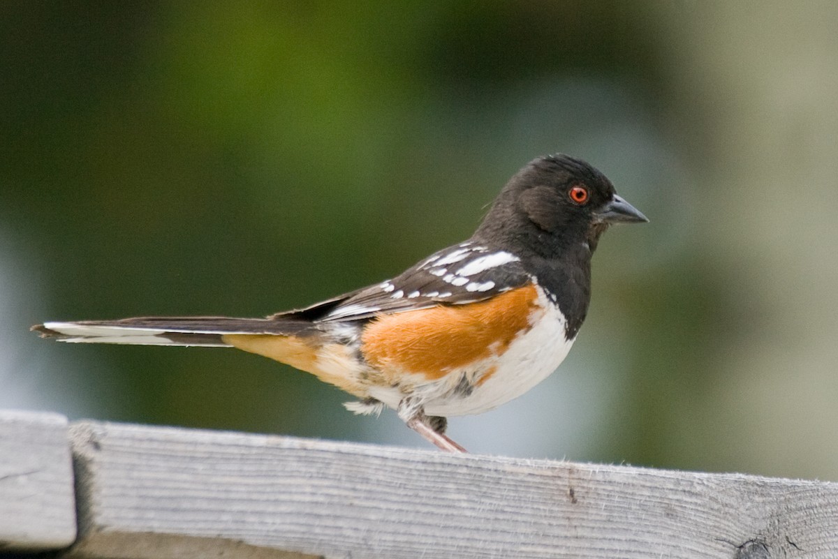 Spotted Towhee - ML514533231