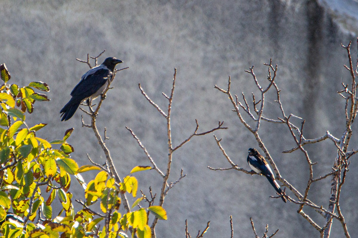 Hooded Crow - ML514533411