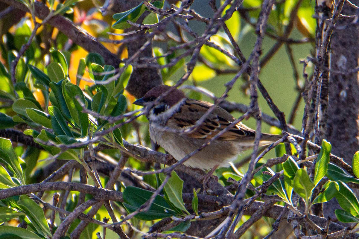 Eurasian Tree Sparrow - ML514533511