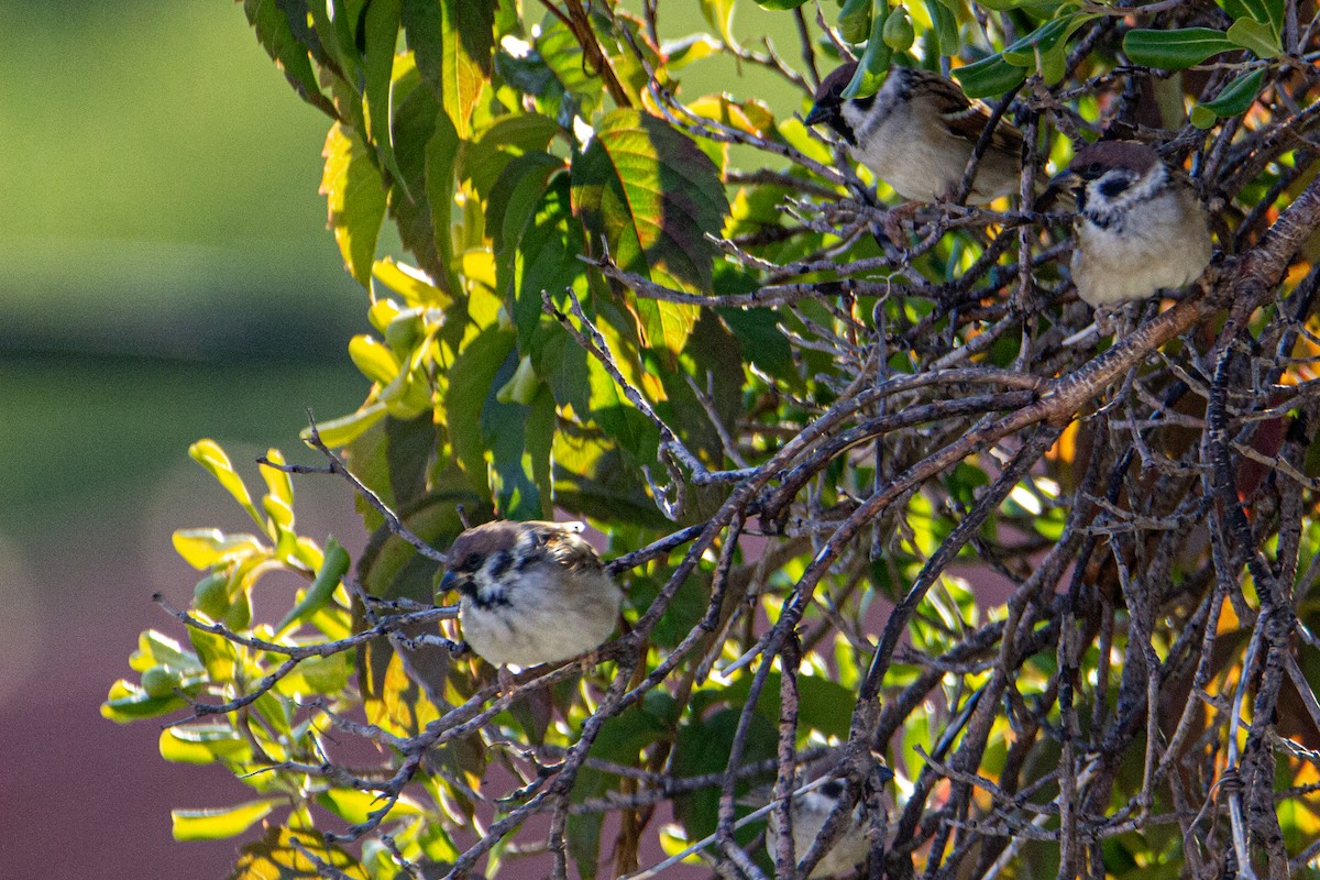 Eurasian Tree Sparrow - ML514533521