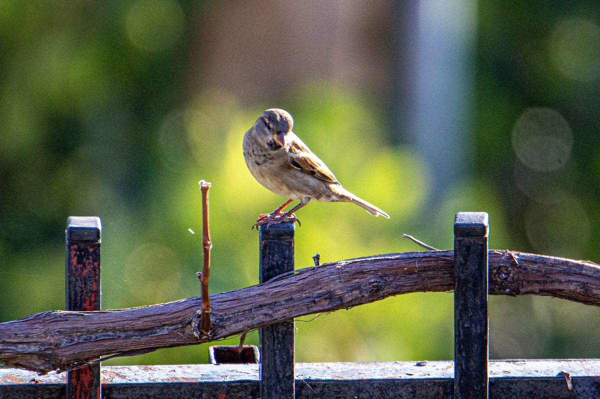 House Sparrow - ML514533601