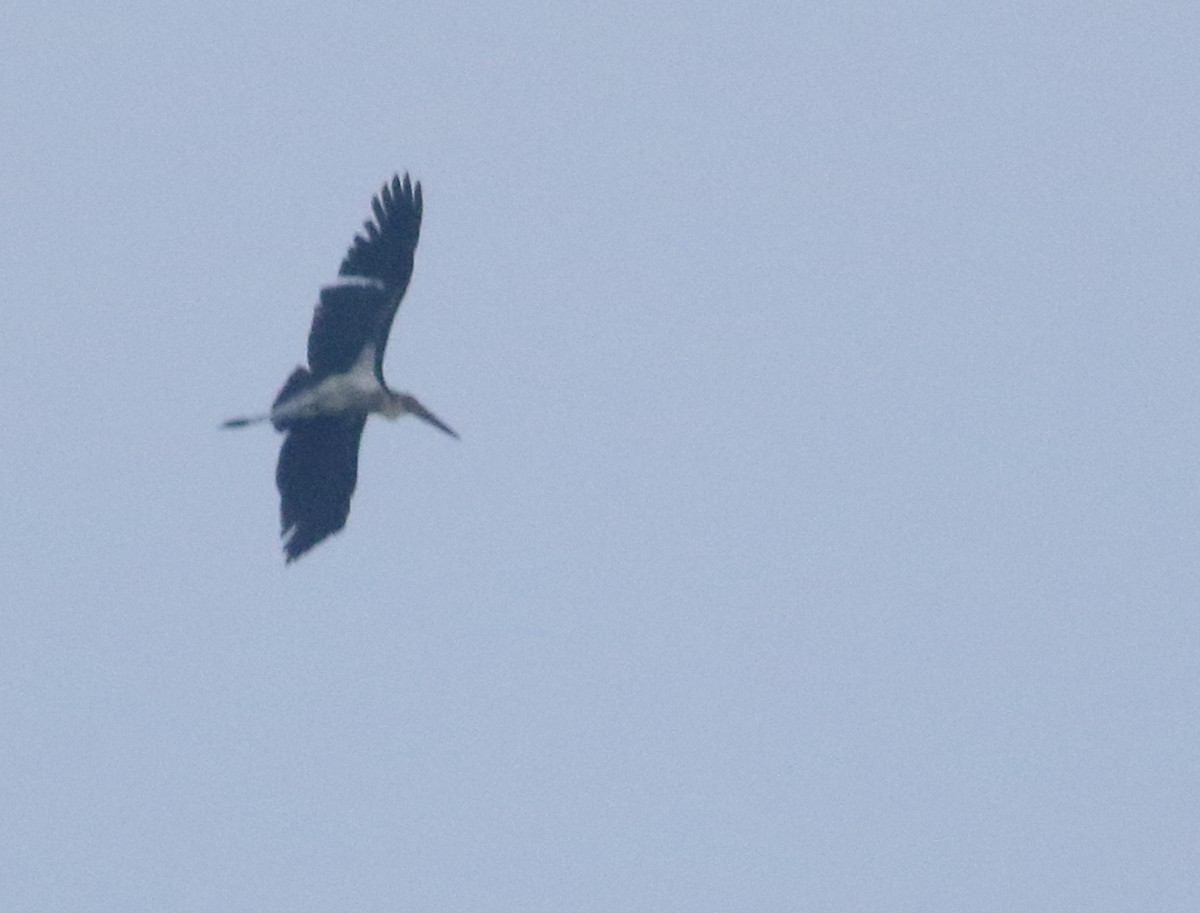 Lesser Adjutant - ML514534501