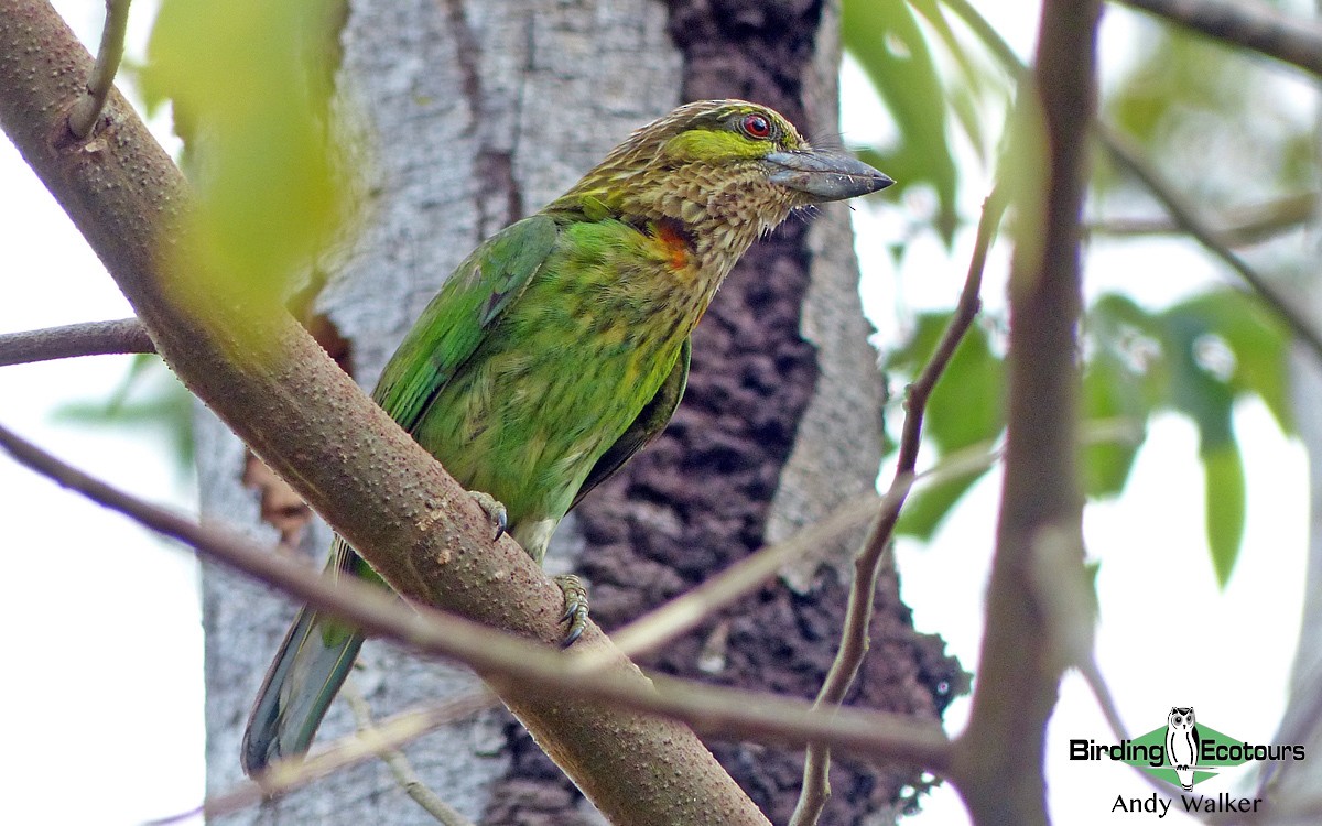 Green-eared Barbet - ML514534551