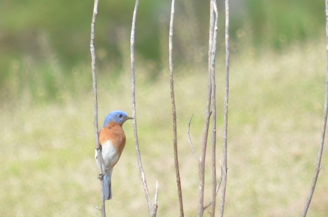 Eastern Bluebird - Brooke Sykes