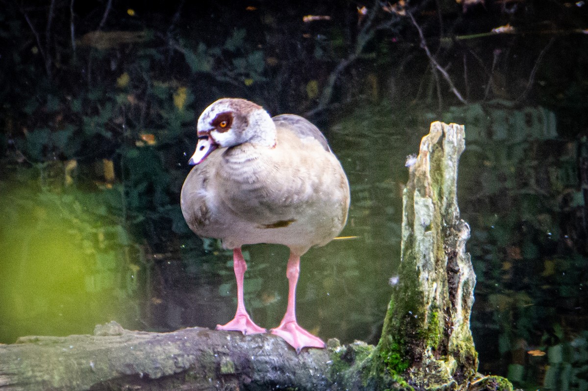 Egyptian Goose - ML514536131