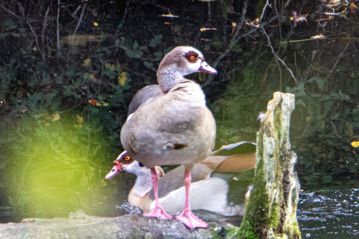 Egyptian Goose - Olivier Lannoy