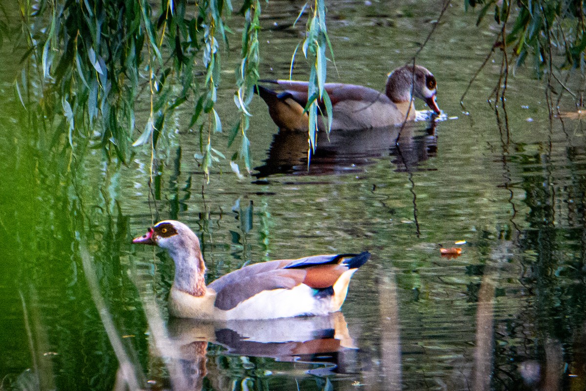 エジプトガン - ML514536151