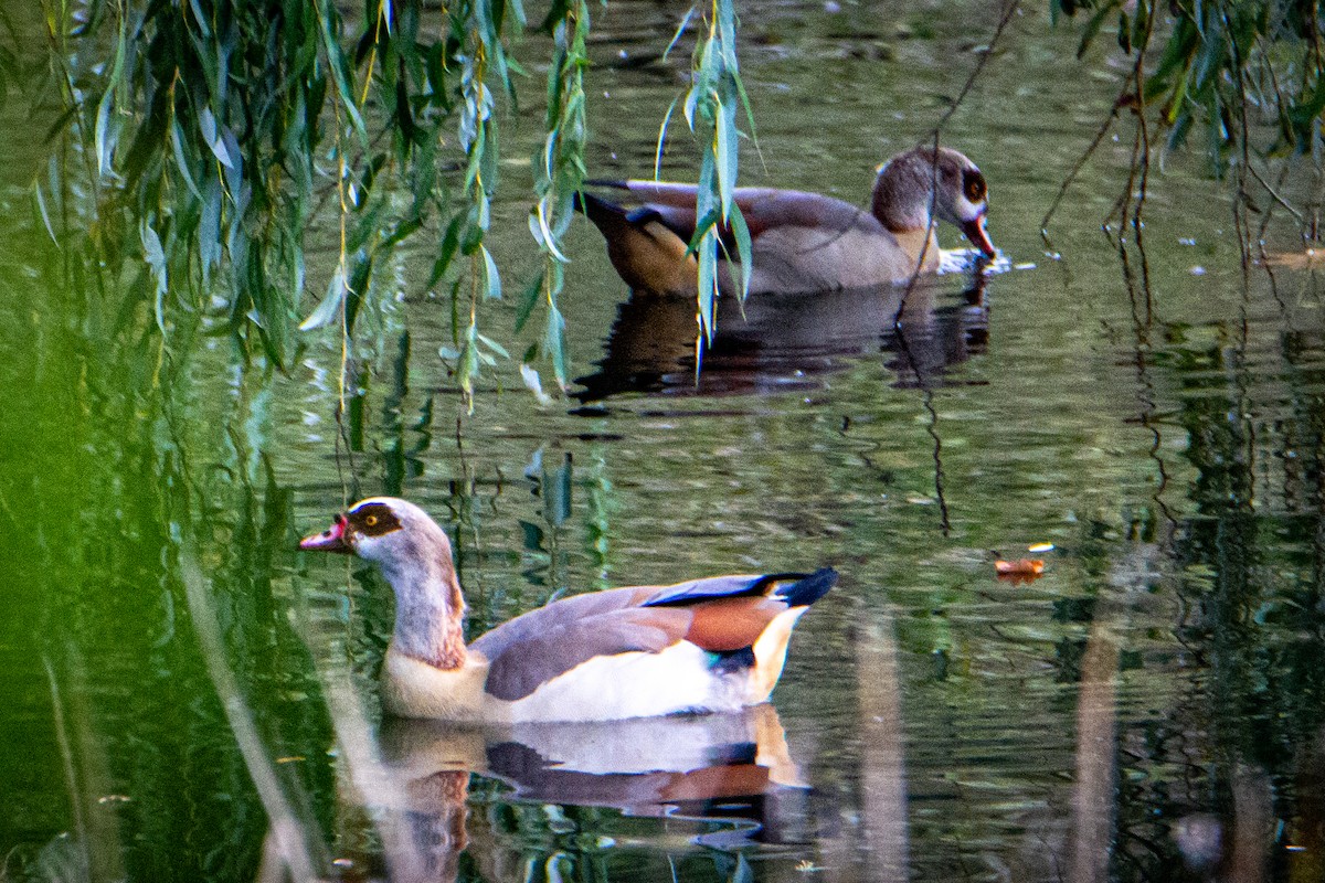 Egyptian Goose - ML514536151