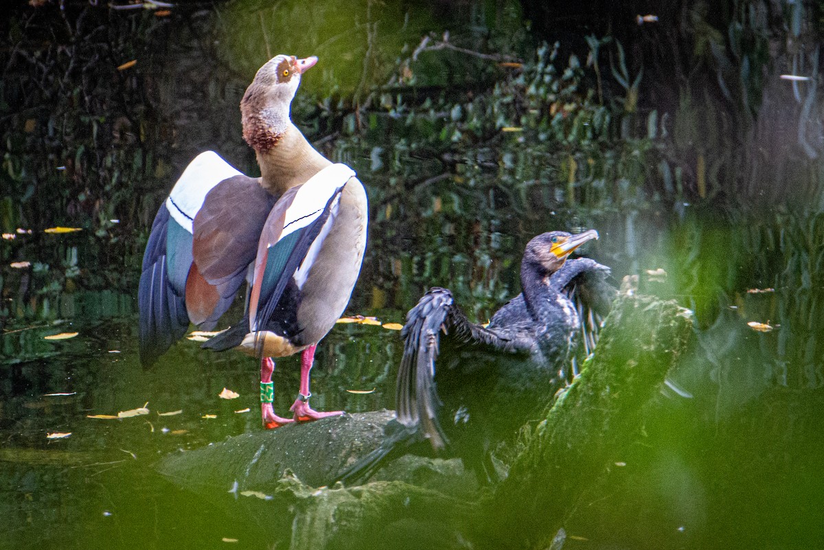 Egyptian Goose - ML514536161