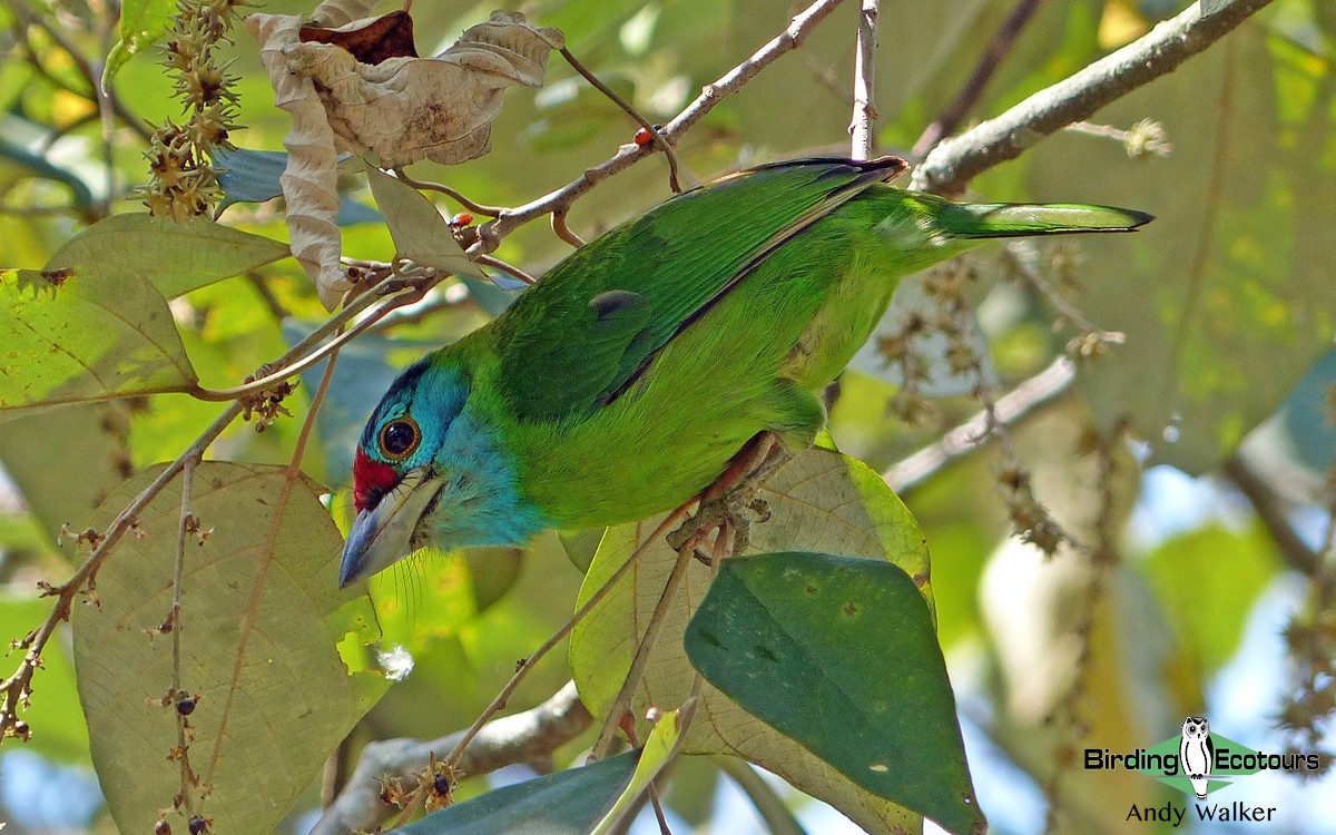 Blue-throated Barbet (Blue-crowned) - ML514536181