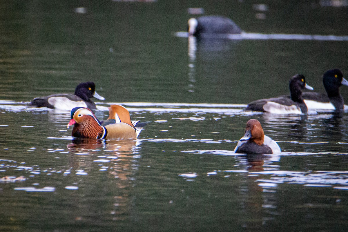 Mandarin Duck - ML514536391