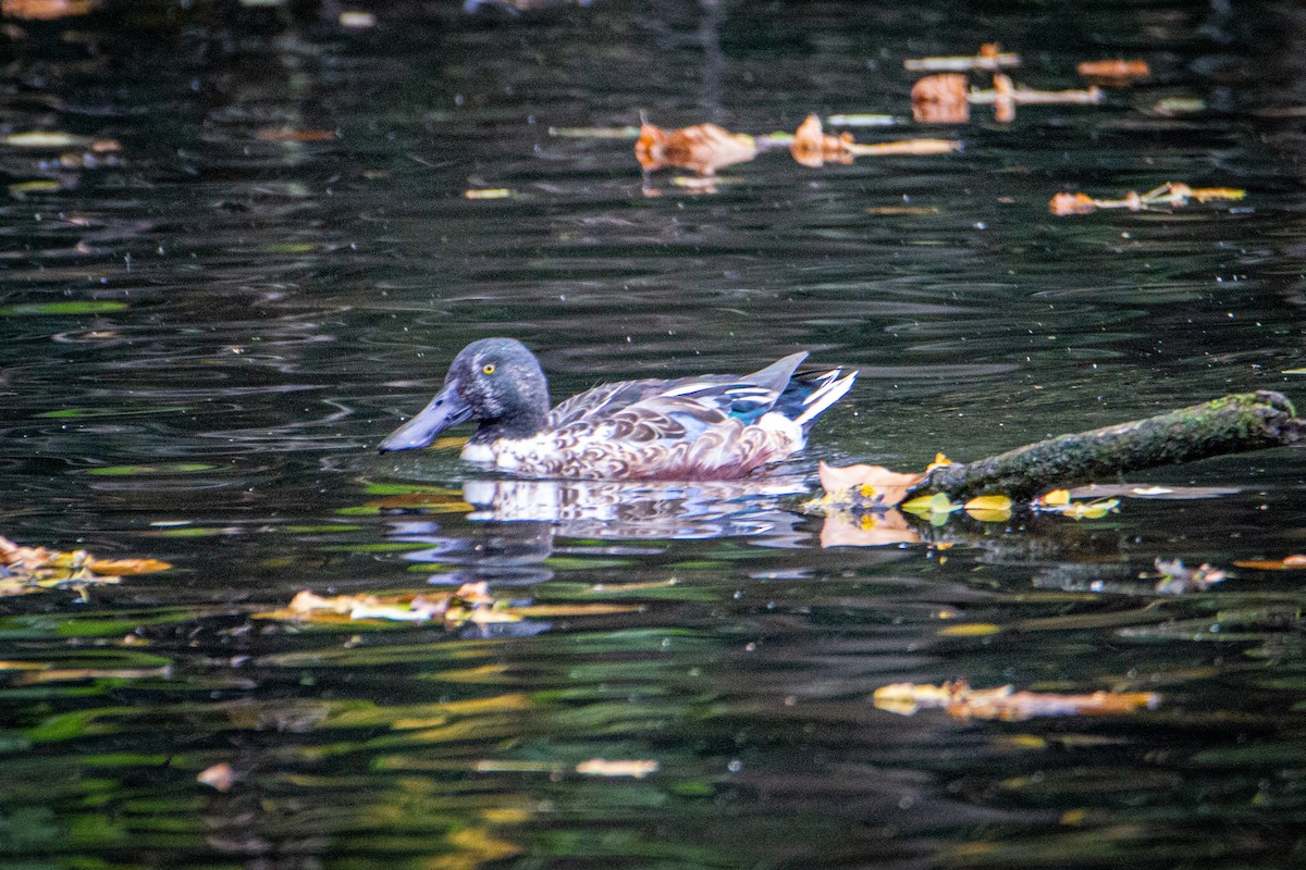 Northern Shoveler - ML514536631