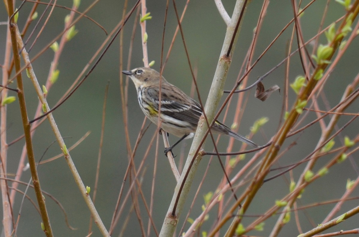 Yellow-rumped Warbler (Myrtle) - Brooke Sykes